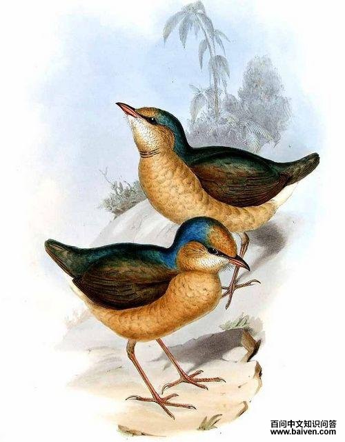 ������ɫ�