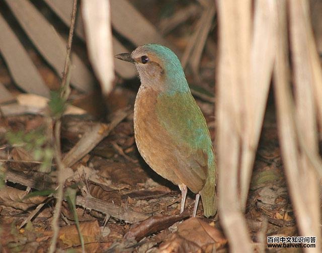 ������ɫ𴣬���񣺺�ɫ�ۺ��ߡ�����Ҳ����ɫ