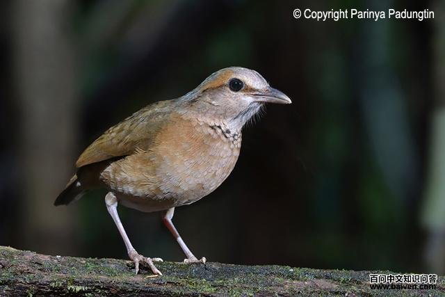 ������ɫ𴣬���񣺺�ɫ�ۺ���