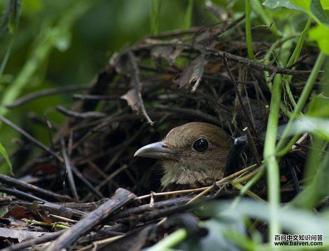 ���ڷ��ѵ�������ɫ����