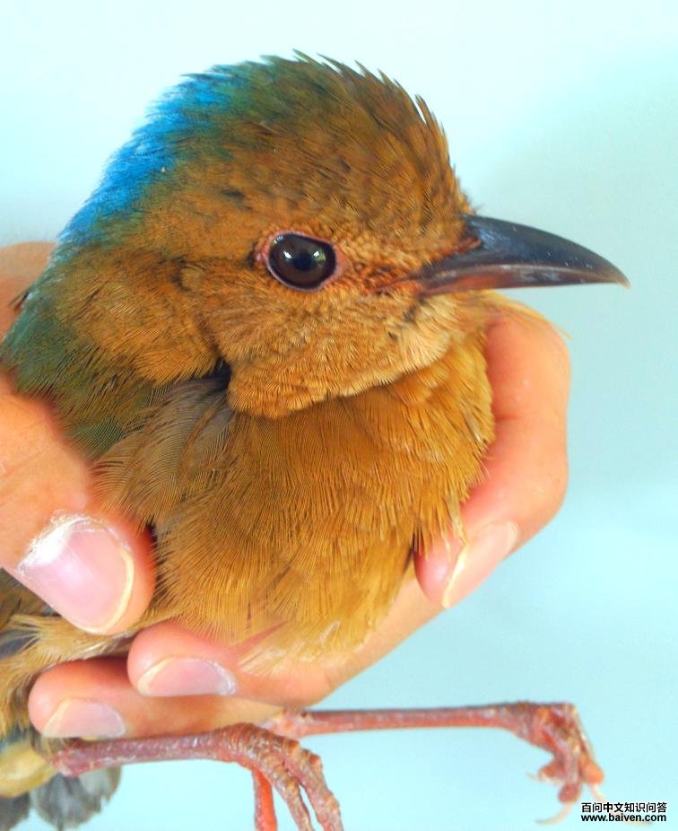 �й���ѧԺ��˫�����ȴ�ֲ��԰���ֵ�������ɫ�����