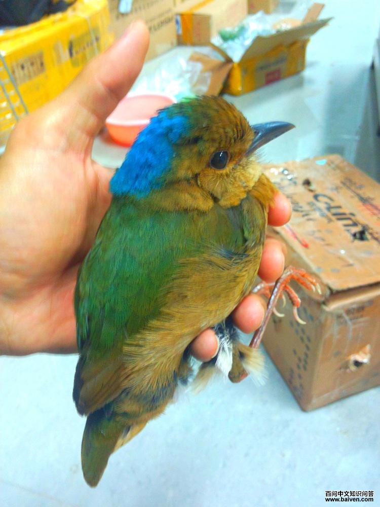 �й���ѧԺ��˫�����ȴ�ֲ��԰���ֵ�������ɫ�����