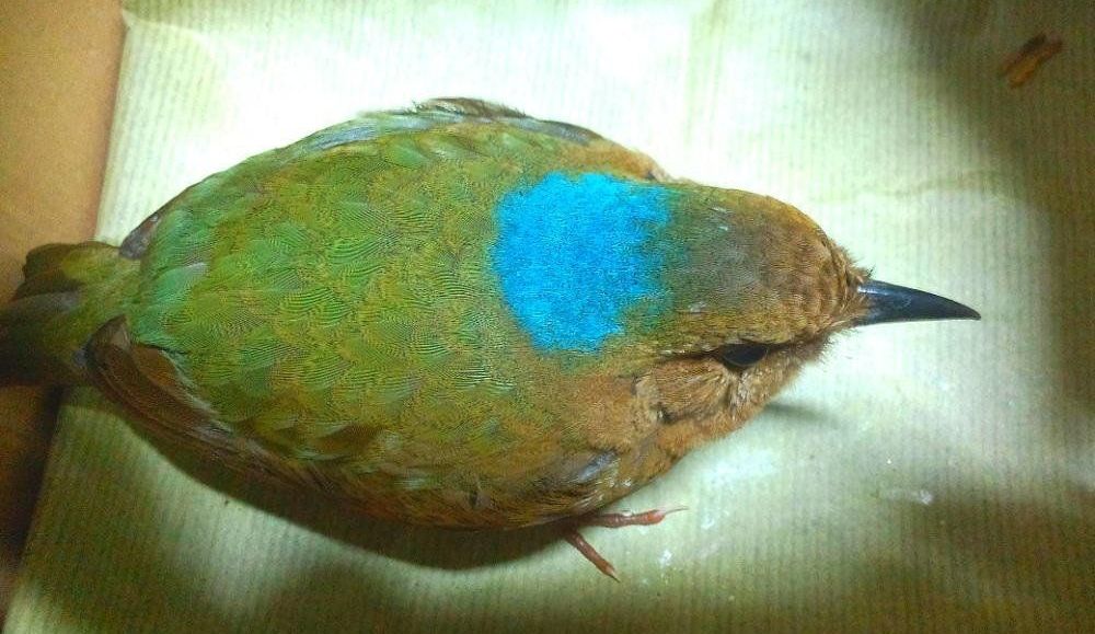 �й���ѧԺ��˫�����ȴ�ֲ��԰���ֵ�������ɫ�����