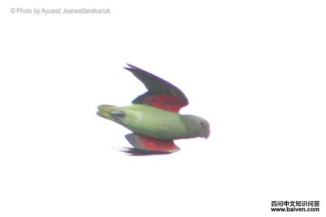 �������ģ��������ͼ