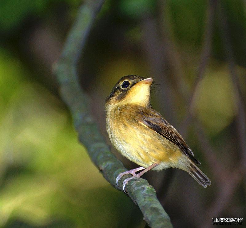 白喉铲嘴雀 白喉铲嘴雀的图片