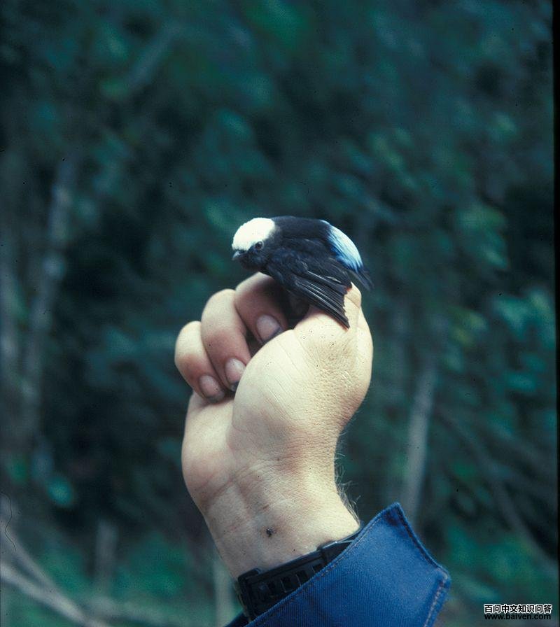 蓝腰娇鹟 蓝腰娇鹟的图片