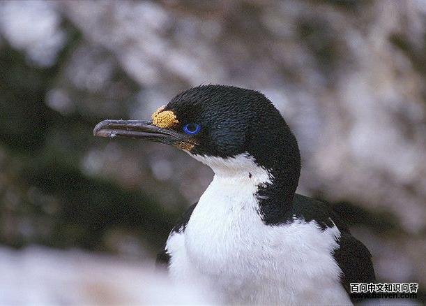 À¶ÑÛðµðË À¶ÑÛðµð˵ÄͼƬ