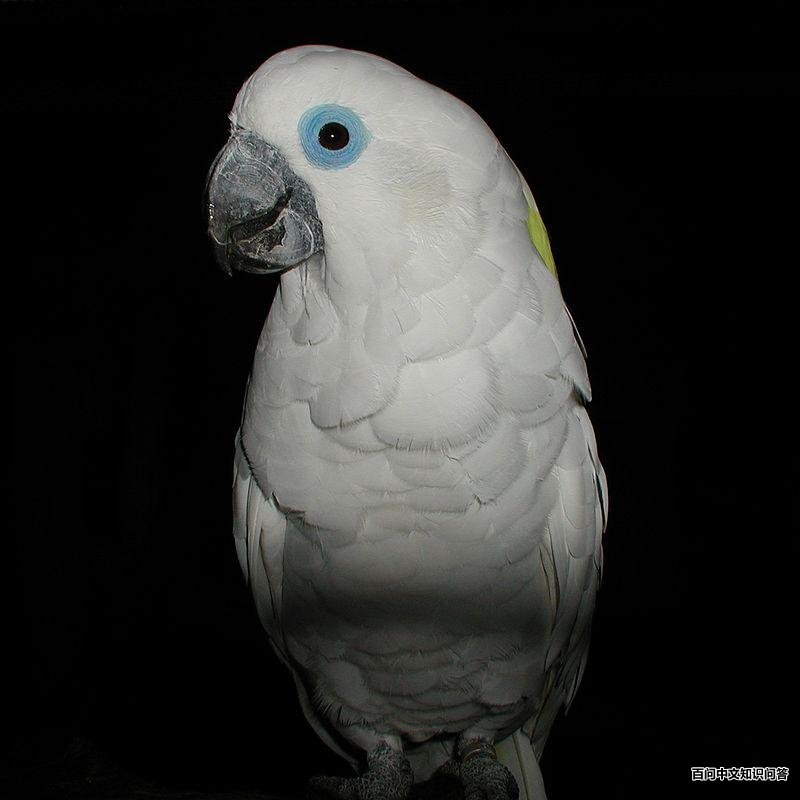 蓝眼凤头鹦鹉 蓝眼凤头鹦鹉的图片