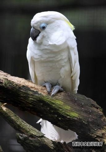 ���۷�ͷ����