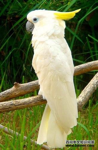 ���۷�ͷ����