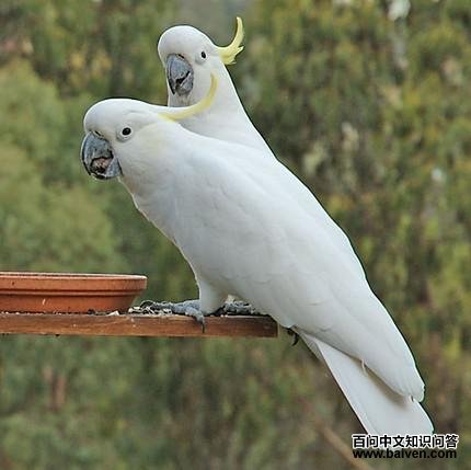 ���۷�ͷ����