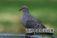 蓝眼地鸠 蓝眼地鸠的图片