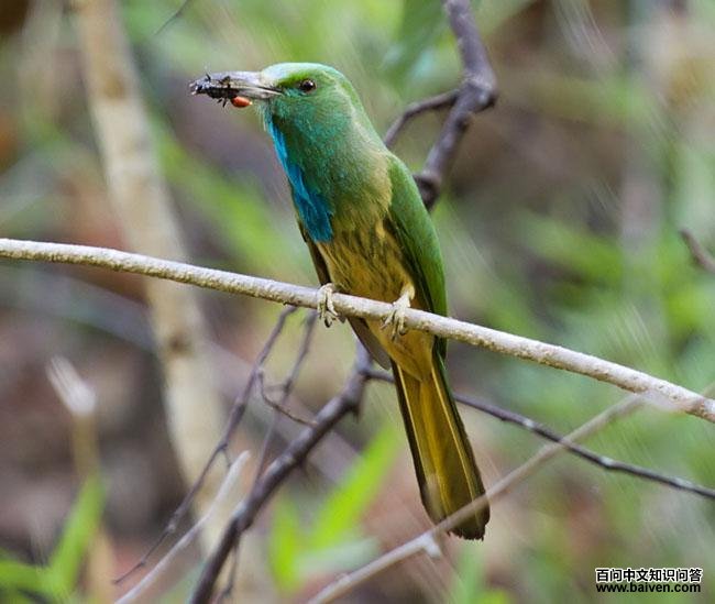 蓝须夜蜂虎 蓝须夜蜂虎的图片