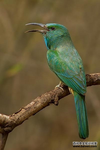 ����ҹ�仢