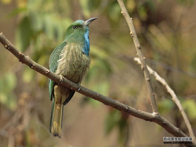 ����ҹ�仢��ָ������