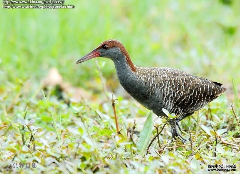 蓝胸秧鸡 蓝胸秧鸡的图片