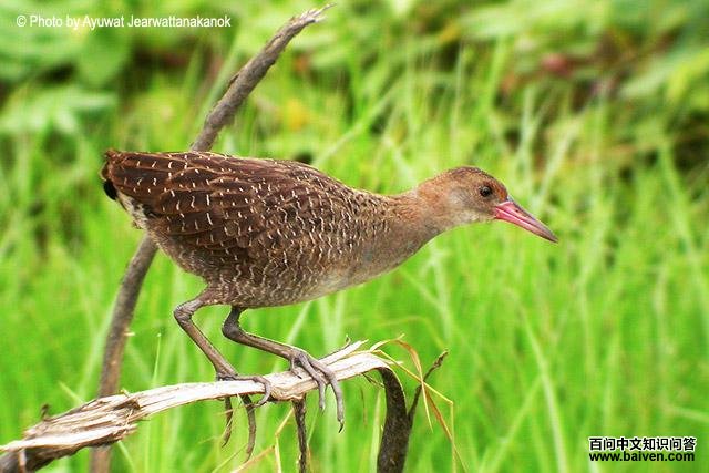 �����������ǳ���