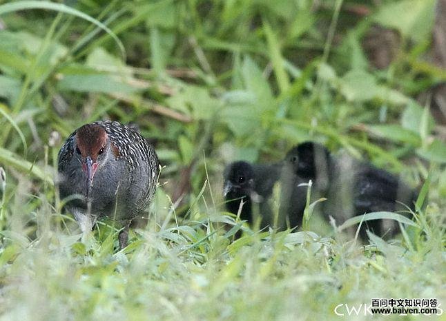 ���������ͳ���