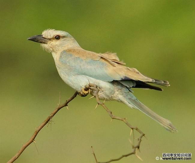 ���ط�ɮ����������ӡ�ȣ�