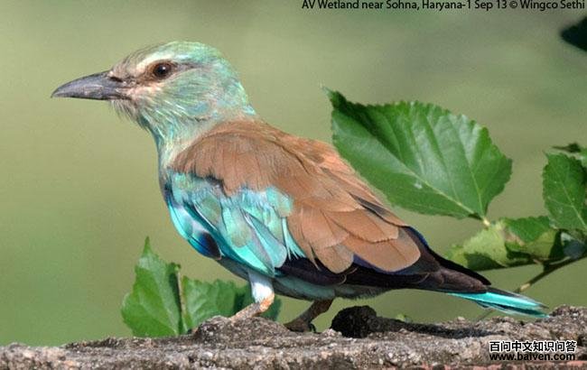 ���ط�ɮ������ӡ�ȣ�