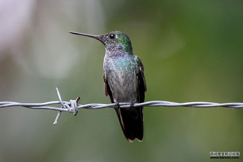 蓝胸蜂鸟 蓝胸蜂鸟的图片