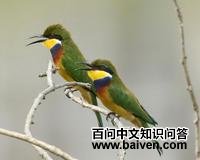 蓝胸蜂虎 蓝胸蜂虎的图片