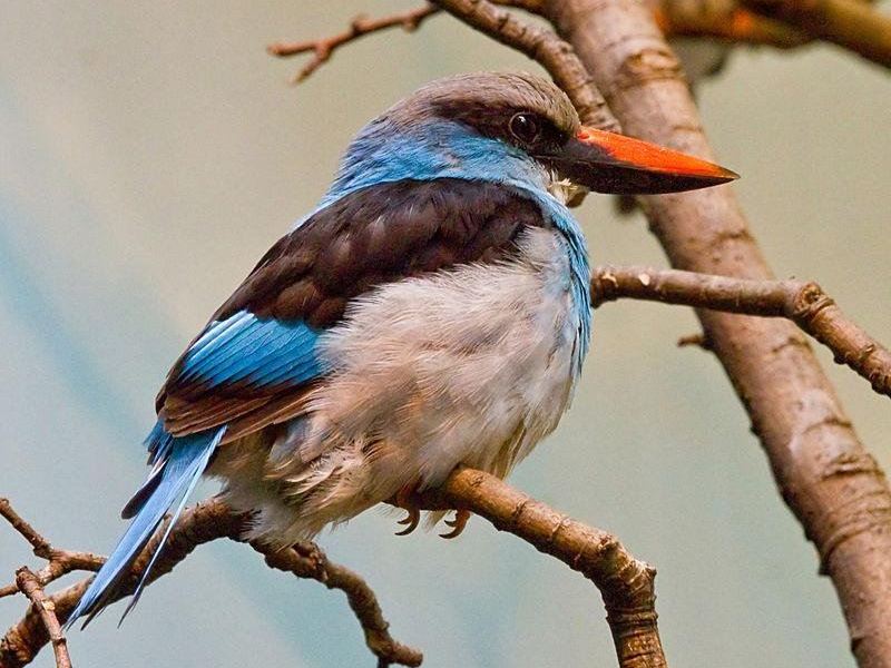 蓝胸翡翠 蓝胸翡翠的图片