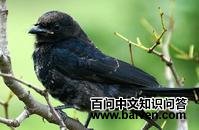 蓝锯翅燕 蓝锯翅燕的图片