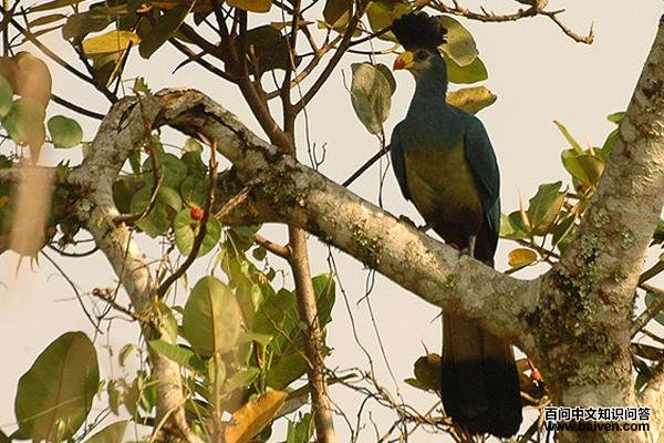 蓝蕉鹃 蓝蕉鹃的图片