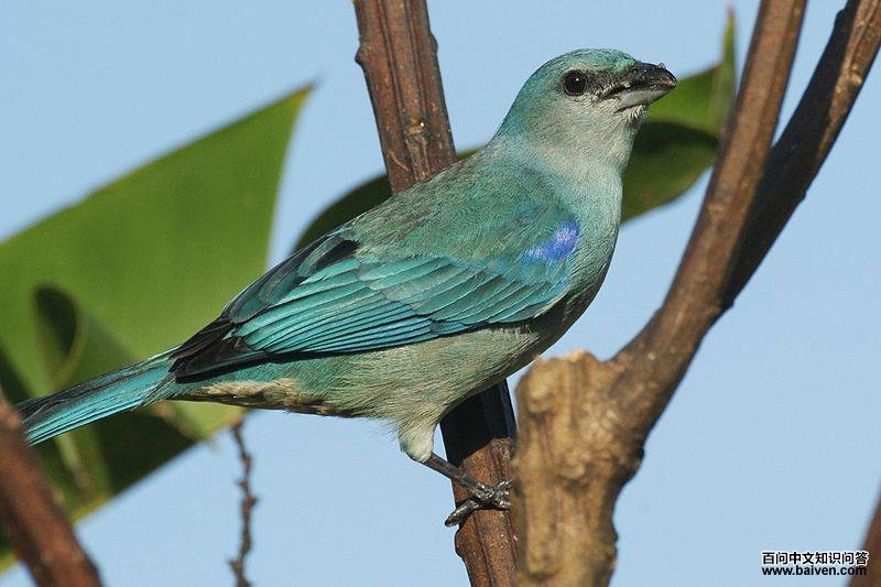 �������ȸ��ͼƬ