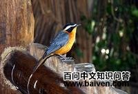 蓝肩歌鵖 蓝肩歌鵖的图片