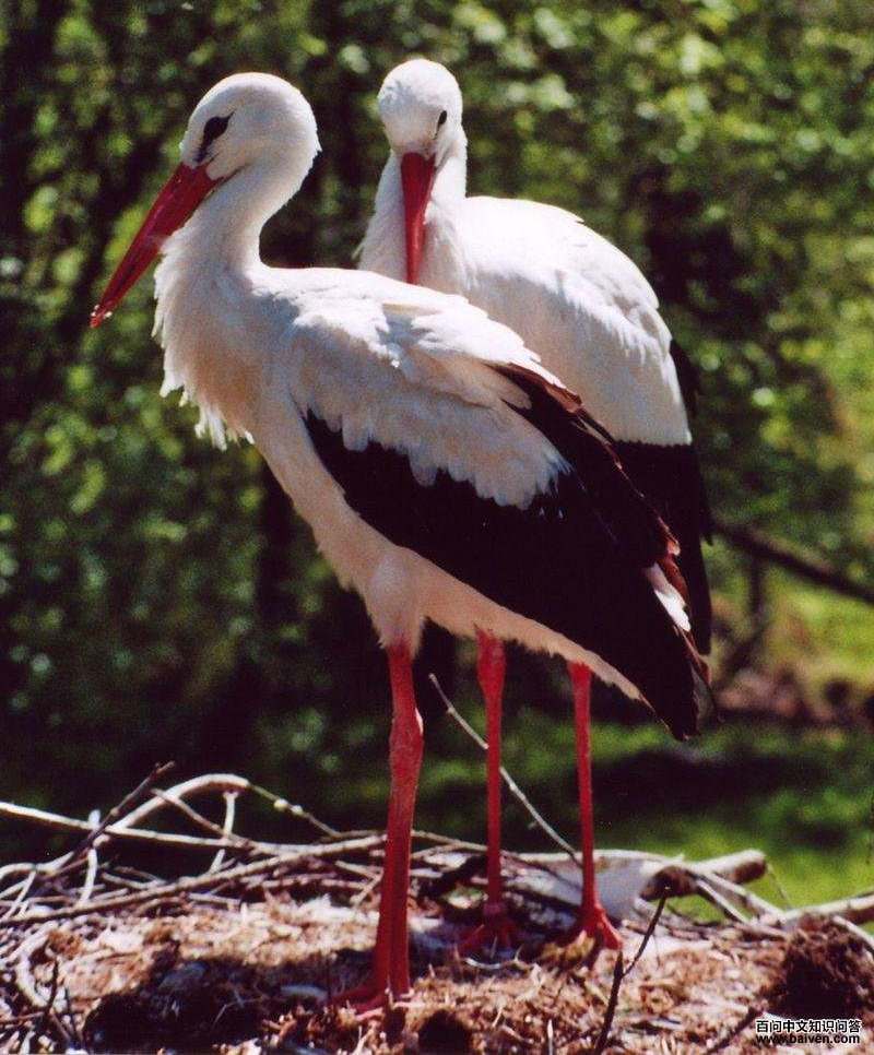 白鹳 白鹳的图片