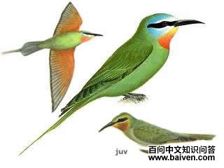 ���շ仢����̬����ͼ