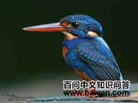 蓝胸翠鸟 蓝胸翠鸟的图片