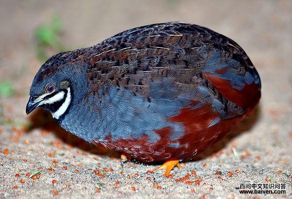 �����ȵ�ͼƬ