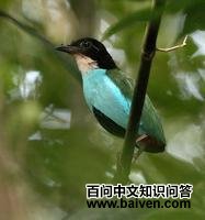 蓝胸八色鸫 蓝胸八色鸫的图片