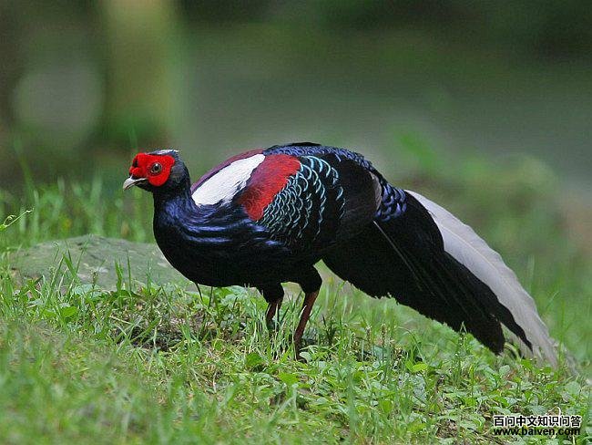 蓝鹇 蓝鹇的图片