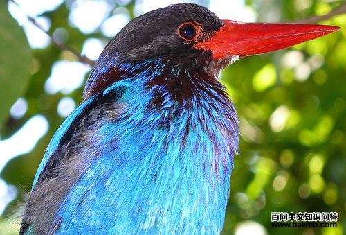 蓝仙翡翠 蓝仙翡翠的图片