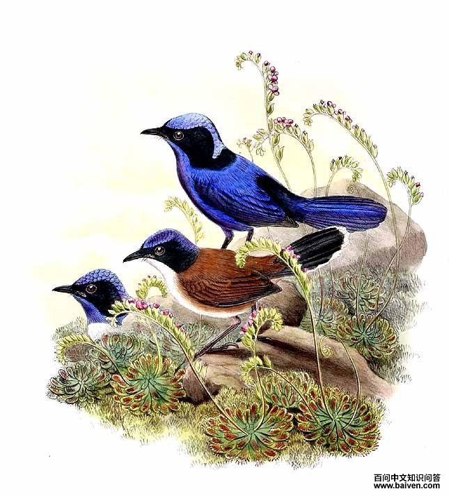 ��ϸβ��ݺ����̬����ͼ