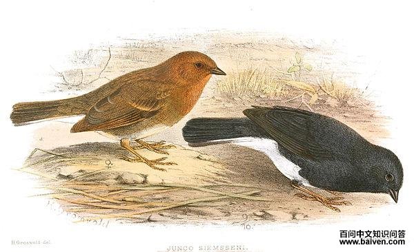 ���c����ͼƬ