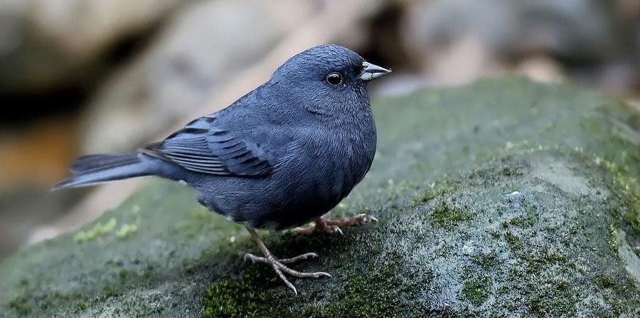 ���c��ͼƬ