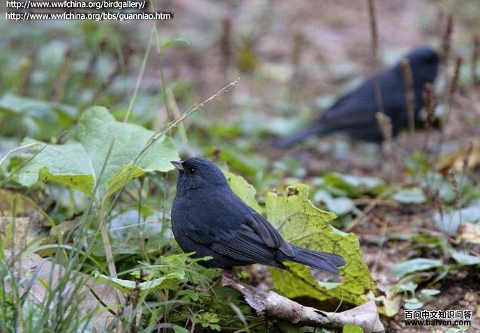 ���c����Ӱ��ү�ӣ�����ص㣺�Ĵ� ���й���ɽ