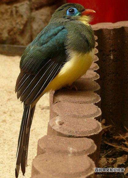 蓝尾咬鹃 蓝尾咬鹃的图片