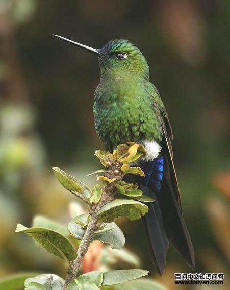 ����ë�ȷ����ͼƬ