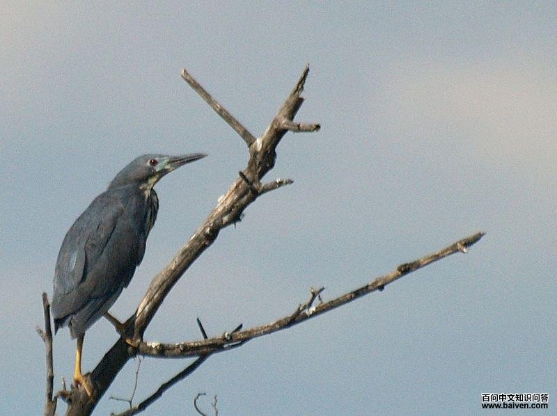 蓝苇鳽 蓝苇鳽的图片