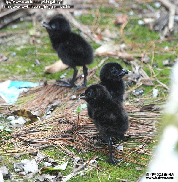 �׺�������������