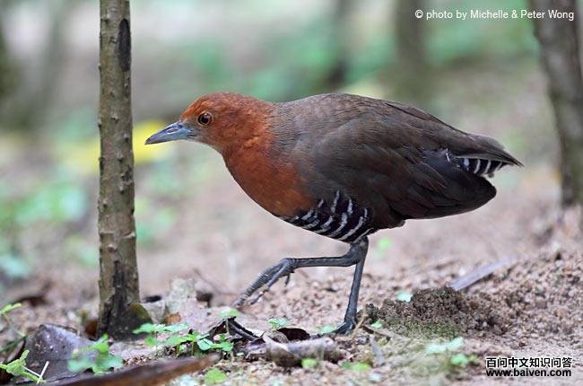 �׺�������