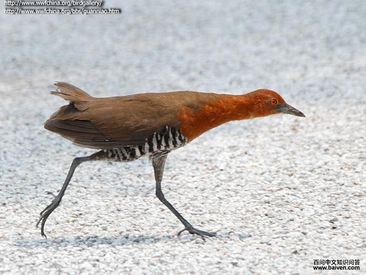 �׺���������ͼƬ