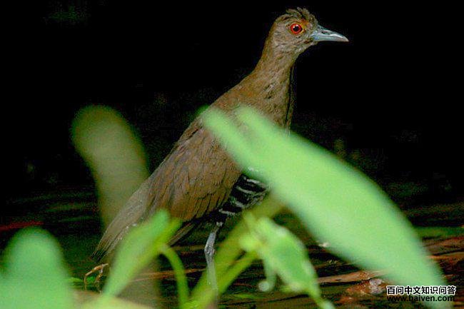 �׺�������������