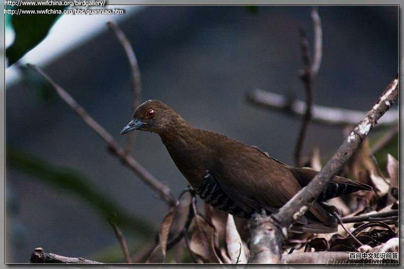 �׺�������